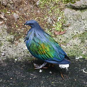 Nicobar Pigeon