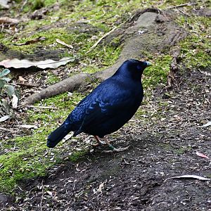 Satin Bowerbird