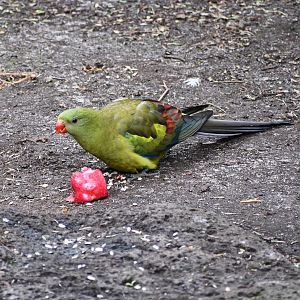 Regent Parrot - new species