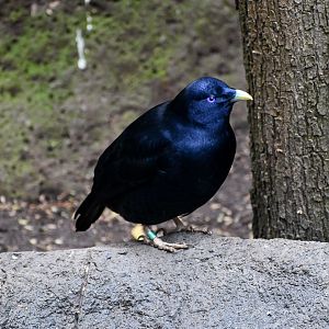 Satin Bowerbird