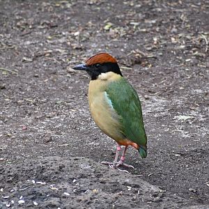 Noisy Pitta