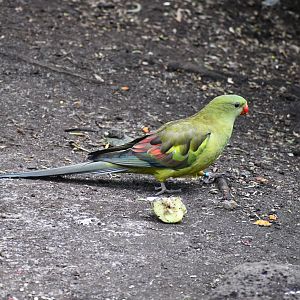 Regent Parrot