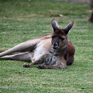 Kangaroo Island Kangaroo