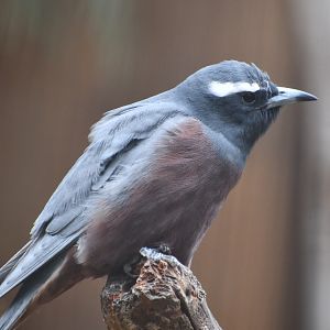 White-browed Woodswallow