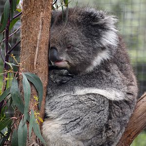 Southern Koala