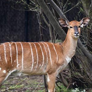 Female Nyala