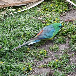 Red-rumped Parrot - wild