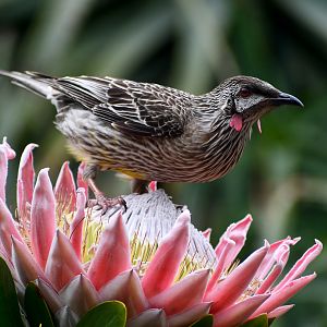 Red Wattlebird - wild