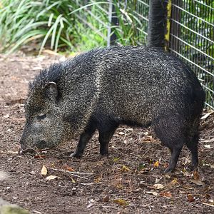 Collared Peccary