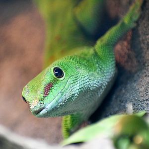 Madagascar Giant Day Gecko