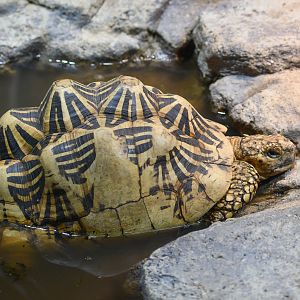 Indian Star Tortoise