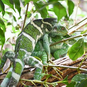 Fijian Crested Iguanas