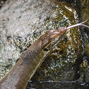 Merten's Water Monitor
