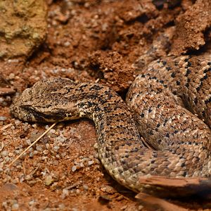 Common Death Adder