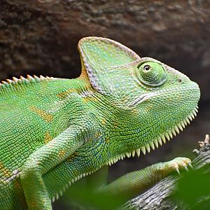 Veiled Chameleon
