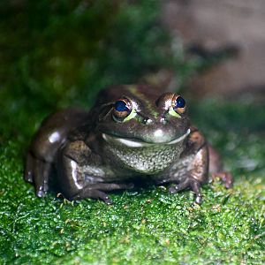 Southern Bell Frog