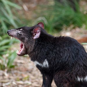 Tasmanian Devil yawn