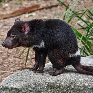 Tasmanian Devil