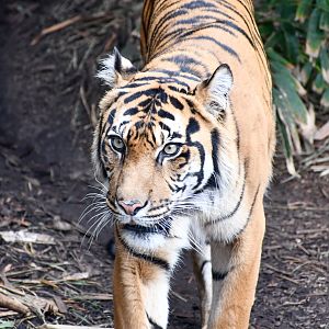 Sumatran Tiger