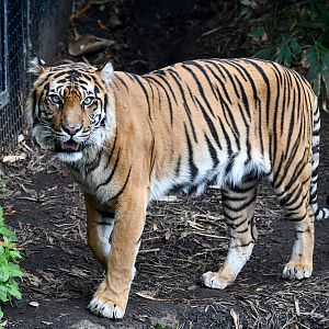 Sumatran Tiger