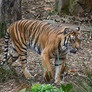 Sumatran Tiger