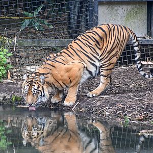 Sumatran Tiger drinking