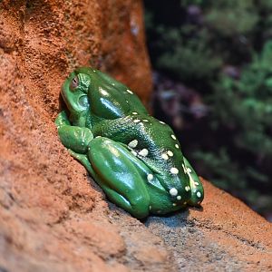 Magnificent Tree Frog