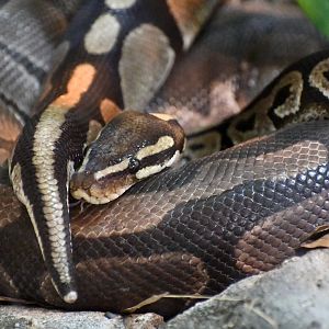 Ball Pythons