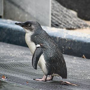 Little Penguin