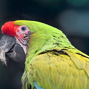 Buffon's Macaw