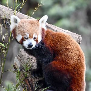 Nepalese Red Panda