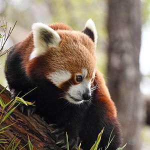 Nepalese Red Panda