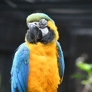 Blue and Gold Macaw