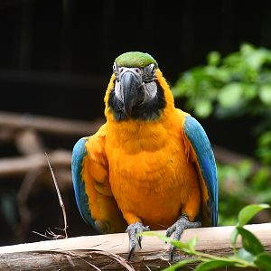 Blue and Gold Macaw