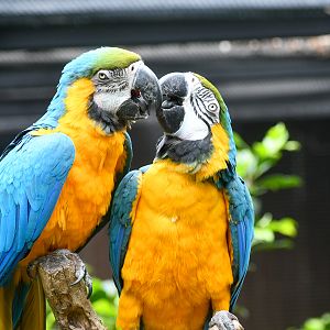 Blue and Gold Macaws