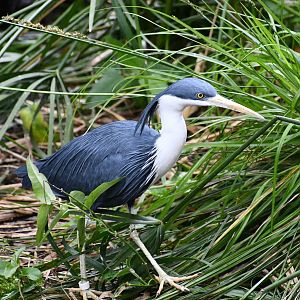 Pied Heron