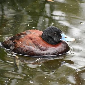 Blue-billed Duck