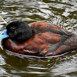 Blue-billed Duck