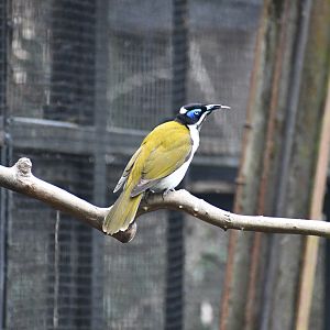 Blue-faced Honeyeater