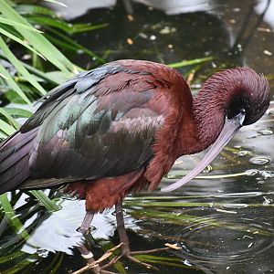 Glossy Ibis