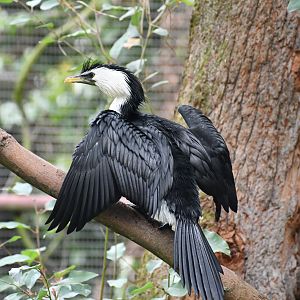 Little Pied Cormorant
