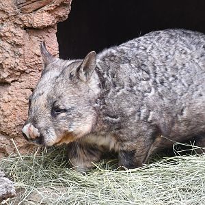 Southern Hairy-nosed Wombat