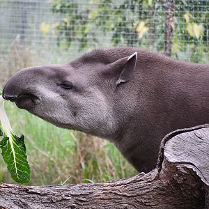 Brazilian Tapir