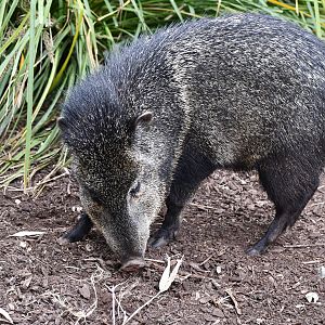 Collared Peccary