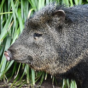 Collared Peccary
