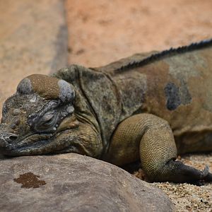Rhinoceros Iguana