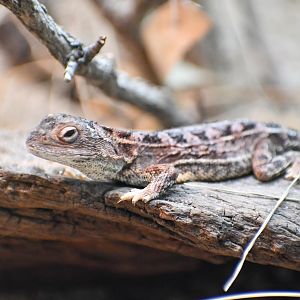 Canberra Grassland Earless Dragon