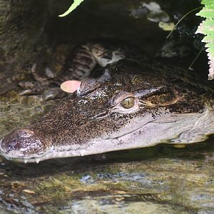 Philippine Crocodile