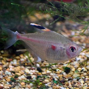 Bleeding Heart Tetra