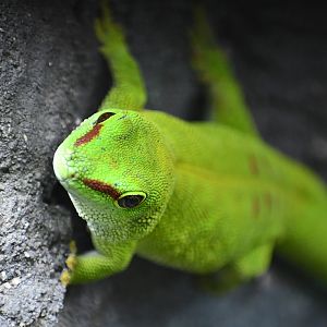 Madagascar Giant Day Gecko
